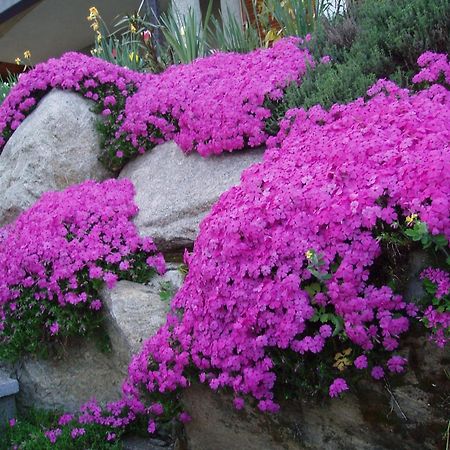 Alla Camelia B&B 브루넬로 외부 사진